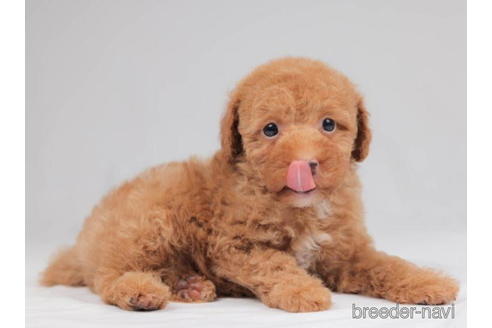 成約済の千葉県のトイプードル-207859の4枚目